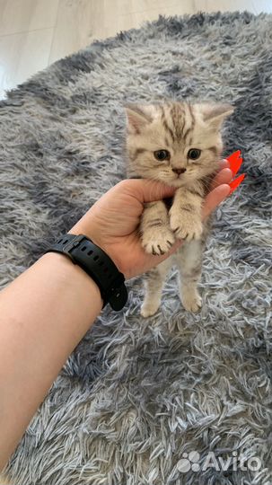 Продам шотландских вислоухих котят