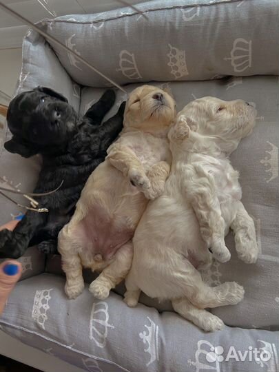 Щенки карликового пуделя