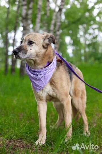 Собака в добрые руки