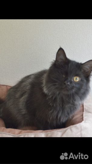 Особенный котик