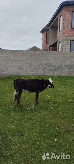 Коровы и телята