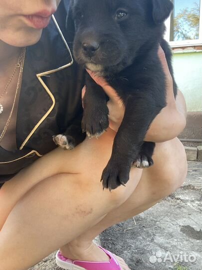 Метис лабрадора