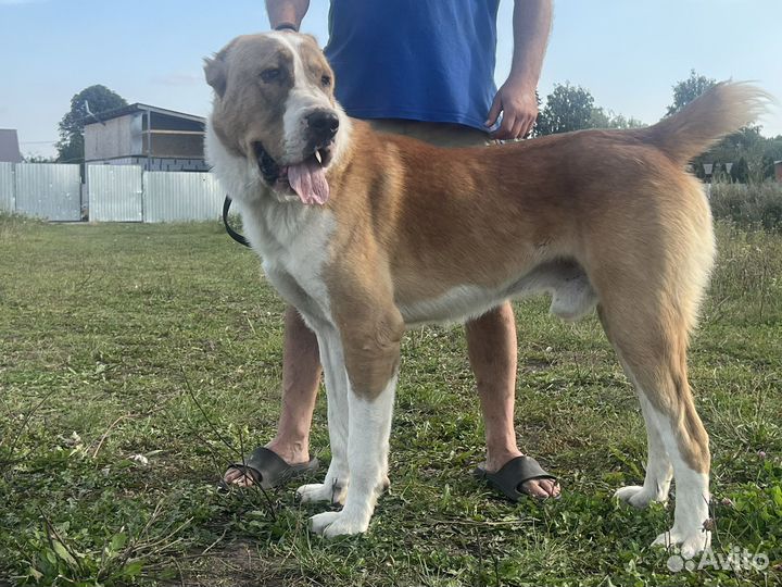 Среднеазиатская овчарка (алабай)