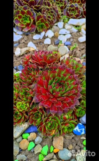 Набор каменных роз