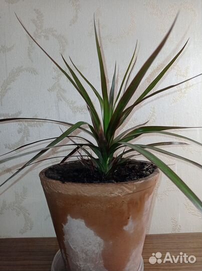 Комнатные цветы драцена