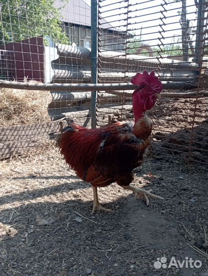 Петух Голошейка