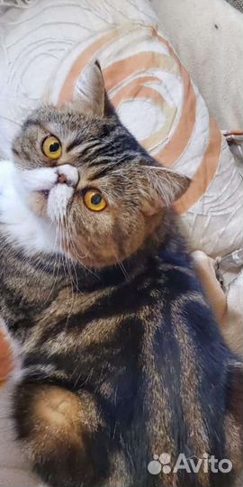 Жених на вязку