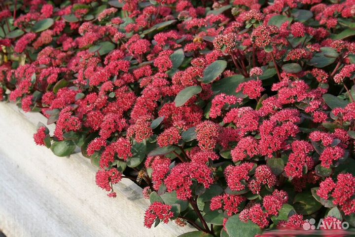 Многолетники садовые, седумы, очитки