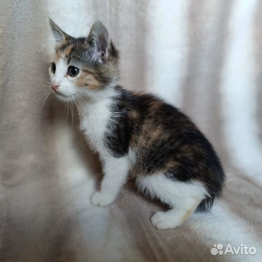 Котята малыши