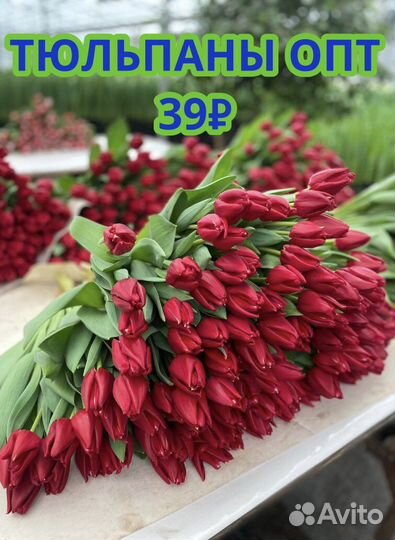 Тюльпаны опт Доставка цветов 101 51 25 тюльпан