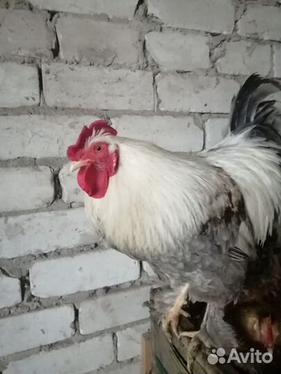 Петушки молодые