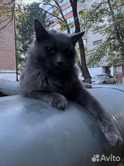 Кот ищет хозяина