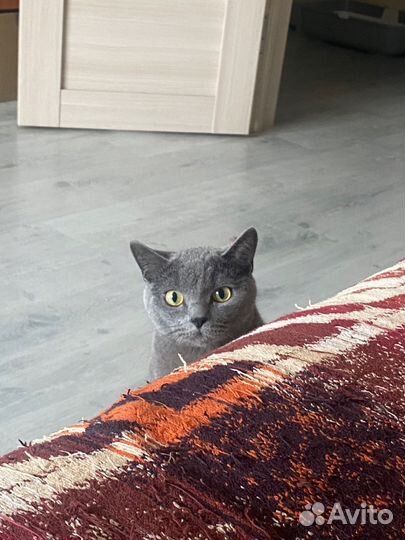 Отдам кота в добрые руки