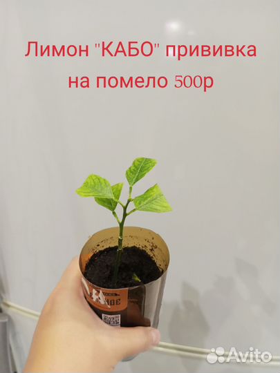 Лимон, апельсин, лаймкват