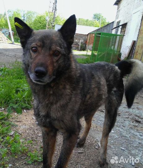 Вовка ищет дом