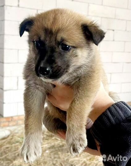 Щенуля девочка осталась одна