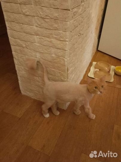 Кот в дар бесплатно