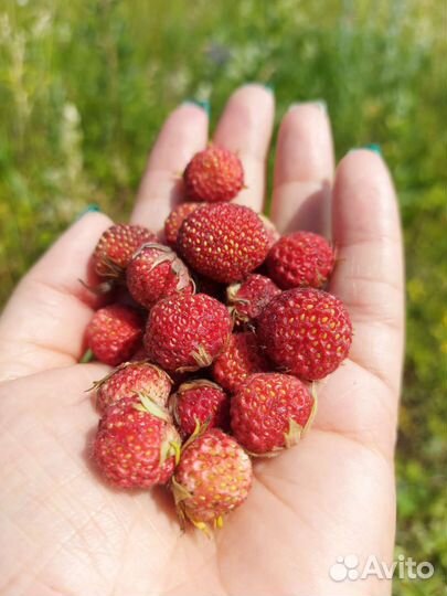 Клубника луговая