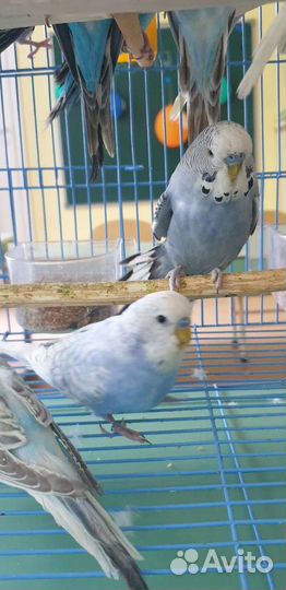 Выставочный волнистый попугай