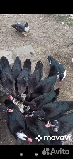 Мускусные утки Селезни 1500 уточки 1000