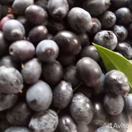 Мирт. Саженцы, листья, семена, ягоды