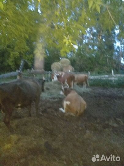 Продам коров