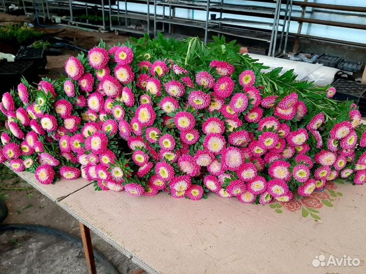 Тепличный комплекс готовый бизнес