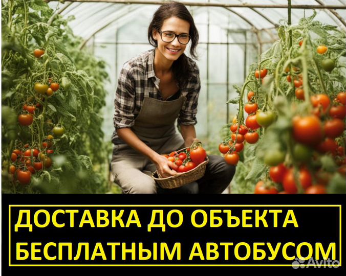 Фасовщица овощей в теплицу (вахта от 15 смен)