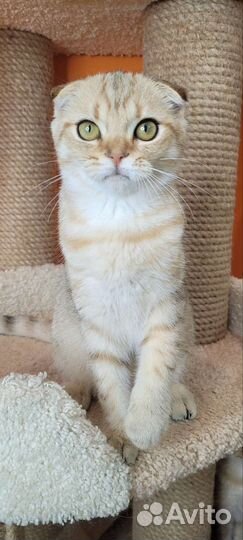 Шотландские вислоухие котята с документами