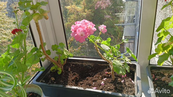 Герань пеларгония цветущее растение, хлорофитум