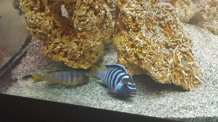 Аквариумные рыбки : Цихлиды африки оз.Малави