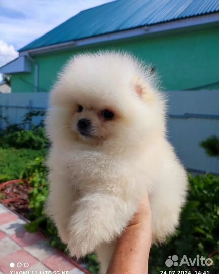 Померанский шпиц тип мишка мини