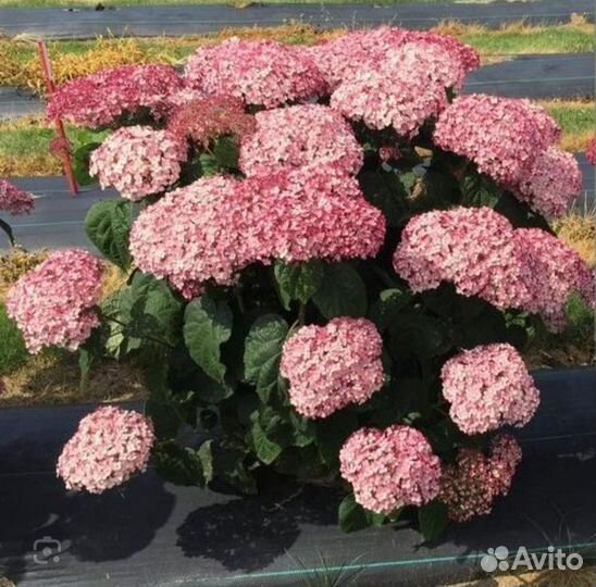 Гортензия Белла Анна