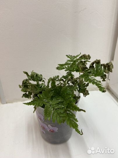 Папоротник дриоптерис