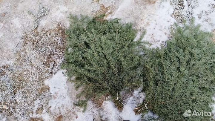 Лапник пихтовый сибирский оптом