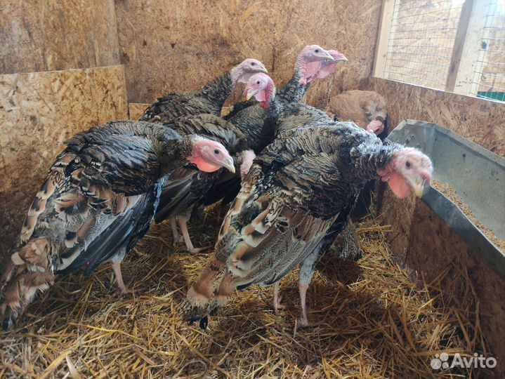 Индюки домашние