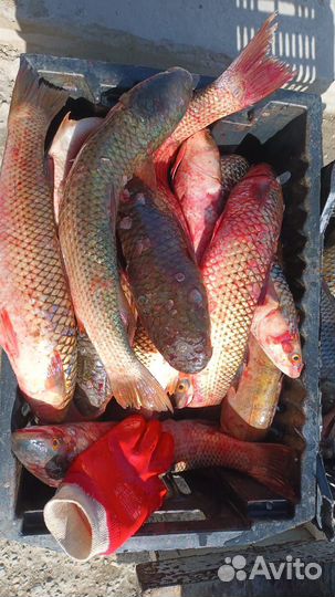 Свежая рыба