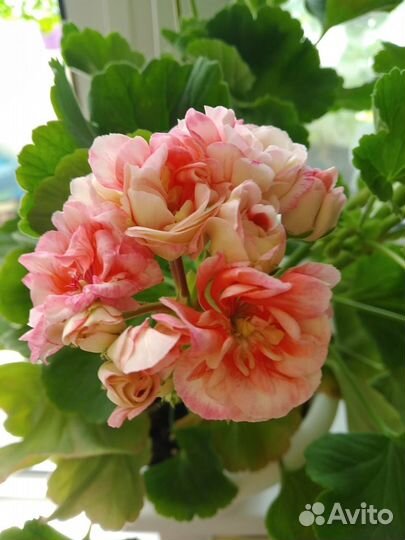 Пеларгония герань сортовая