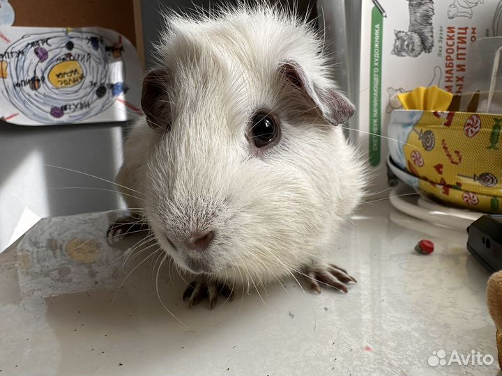 Морская свинка с клеткой