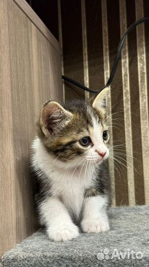 Лучшие котята