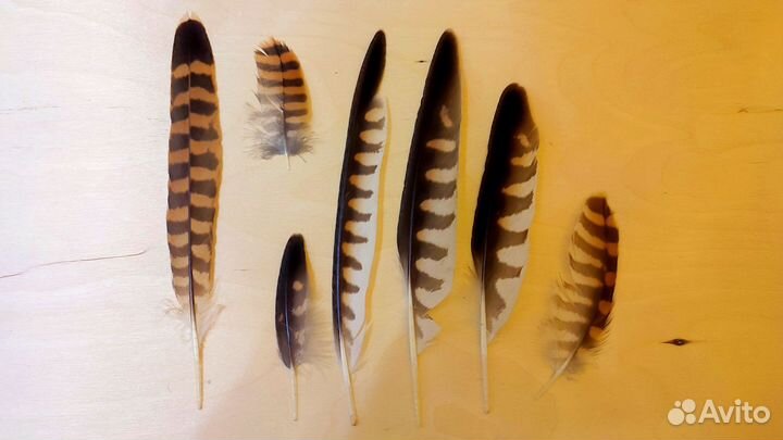 Перья Сокола