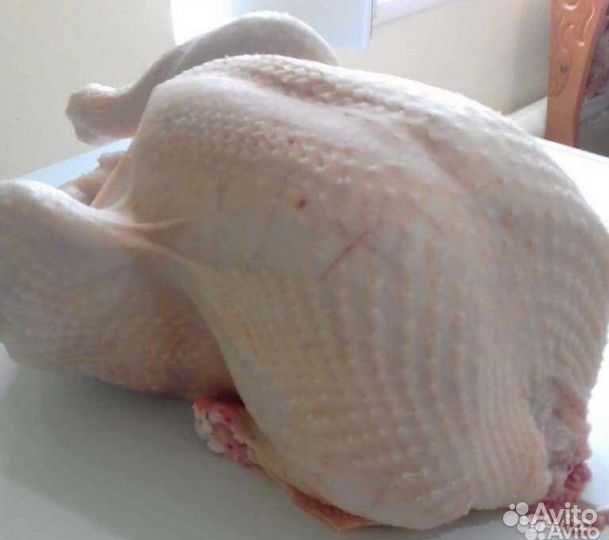 Индюки домашние