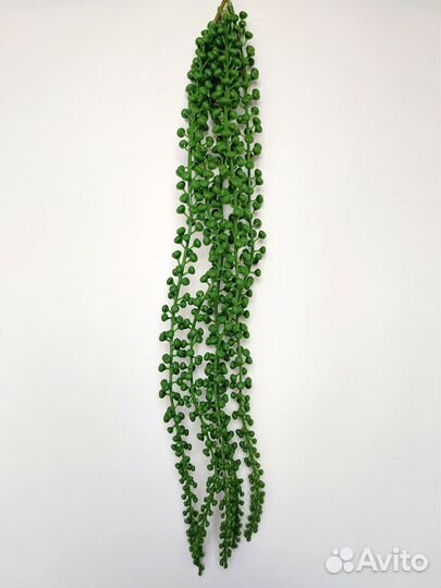 Растения для прихожей крестовник роули опт