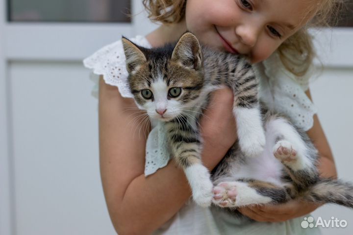 Котенок 3 месяца