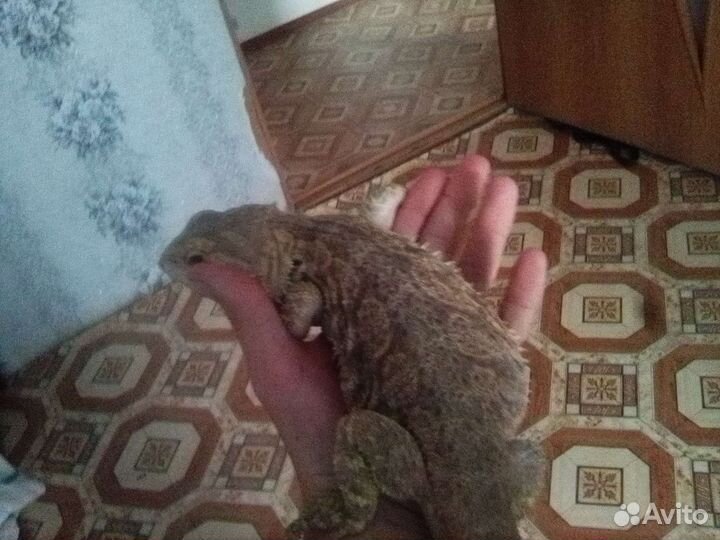 Бародатая агама