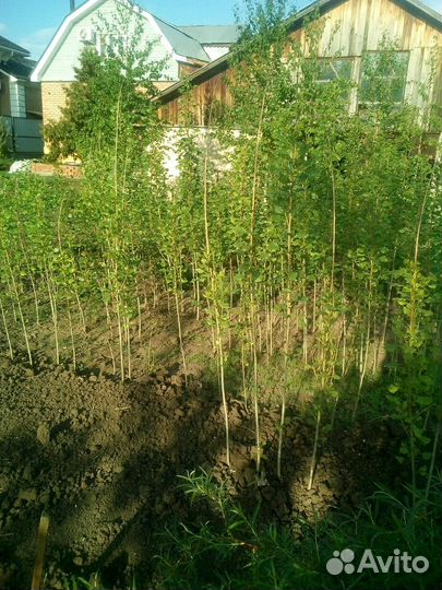 Тополь пирамидальный