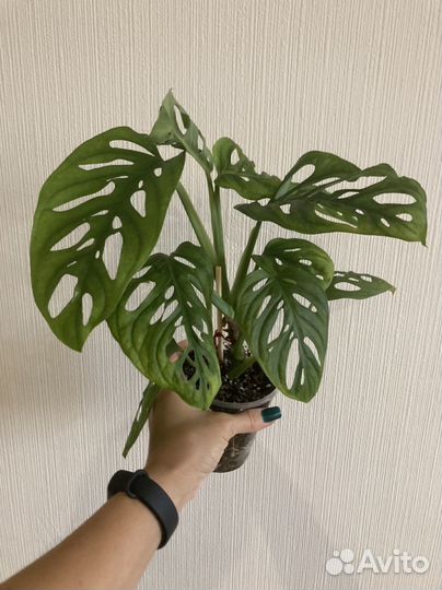 Монстера адансона (манки), сциндапсус расписной