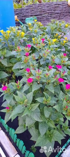 Мирабилис семена