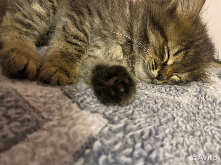 Котенок в добрые руки