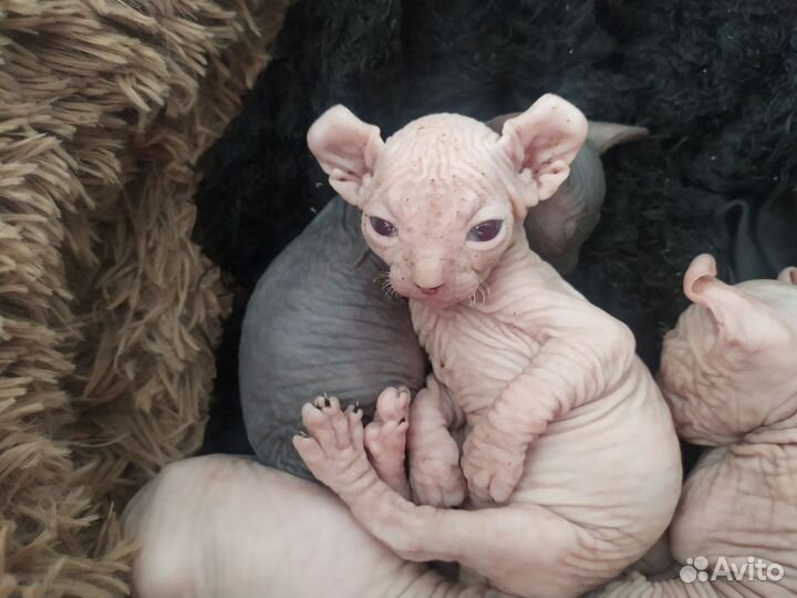 Канадский сфинкс Эльфики